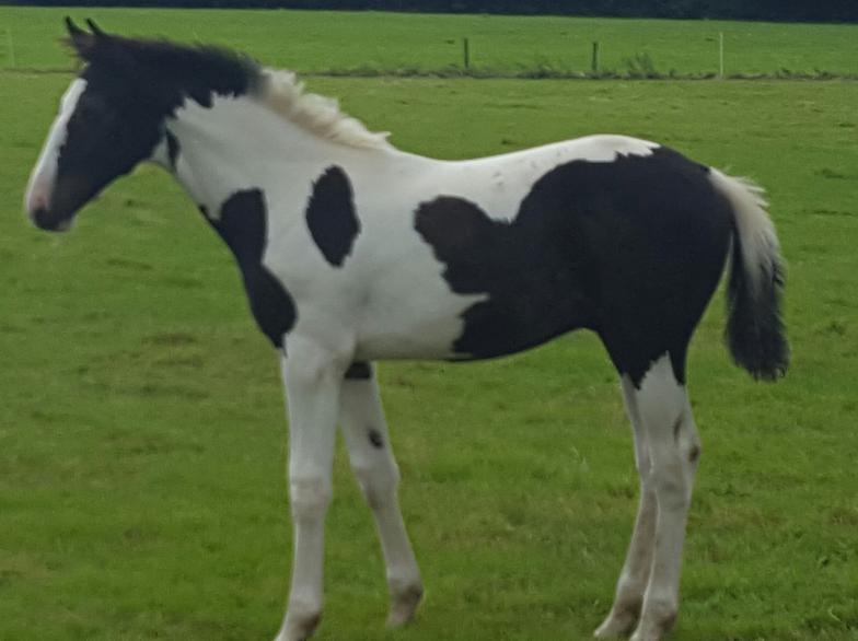 Coloured Showjumping Foals